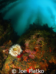 Lone anemone on a boulder among the kelp forest of South ... by Joe Platko 